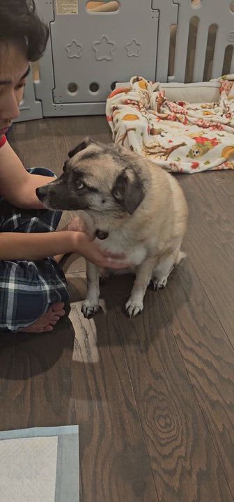Enlarge HERA, a Adoptable mixed breed in Duluth, GA video 6/6