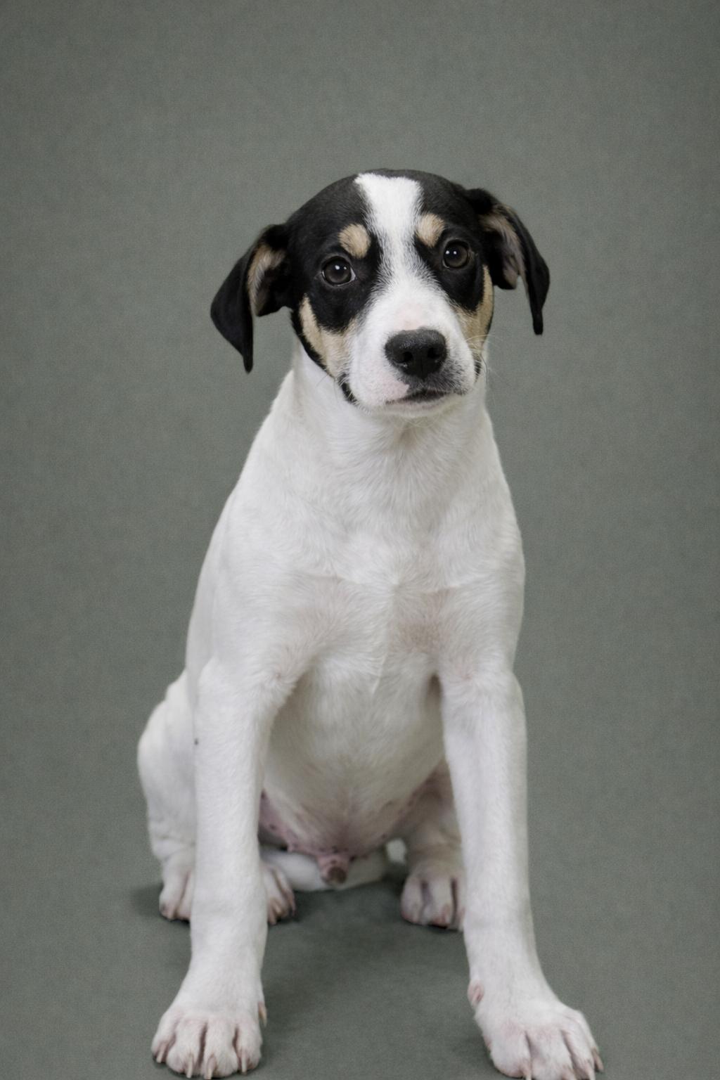 Enlarge Spruce, a Adoptable mixed breed in San Antonio, TX image 3/4