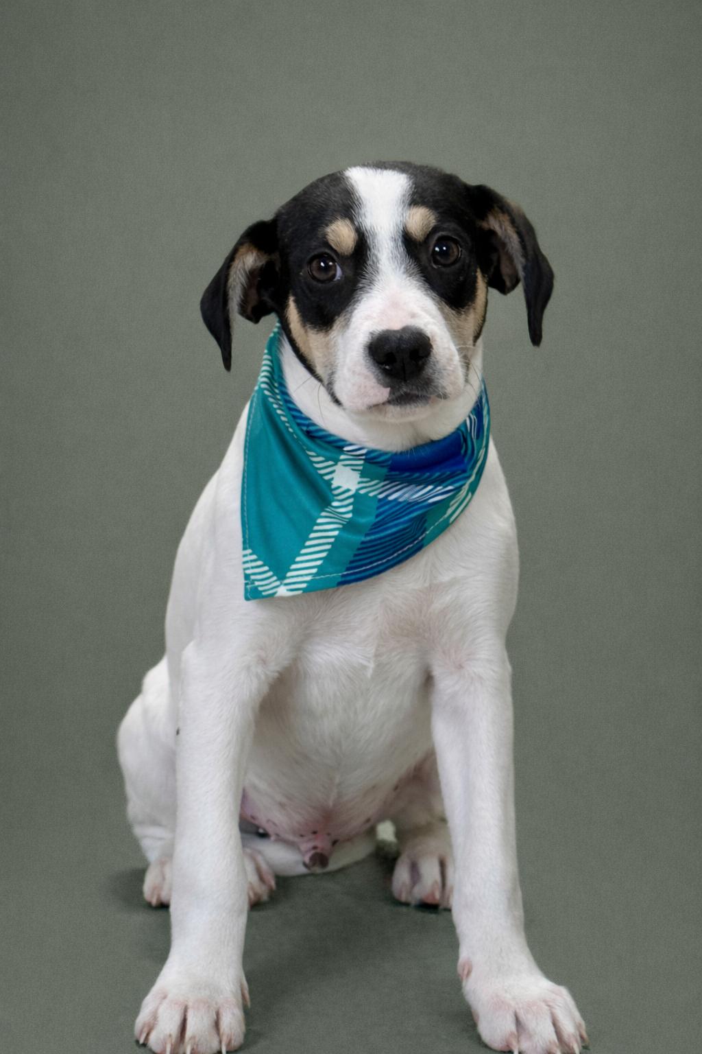 Spruce, Adoptable, Young Male Terrier & Mixed Breed.