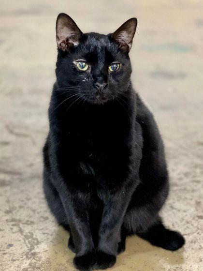 Squid, Adoptable, Senior Male Domestic Short Hair & Domestic Short Hair.