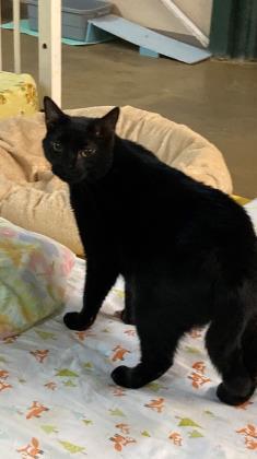 Squid, Adoptable, Senior Male Domestic Short Hair & Domestic Short Hair.