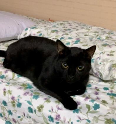 Squid, Adoptable, Senior Male Domestic Short Hair & Domestic Short Hair.
