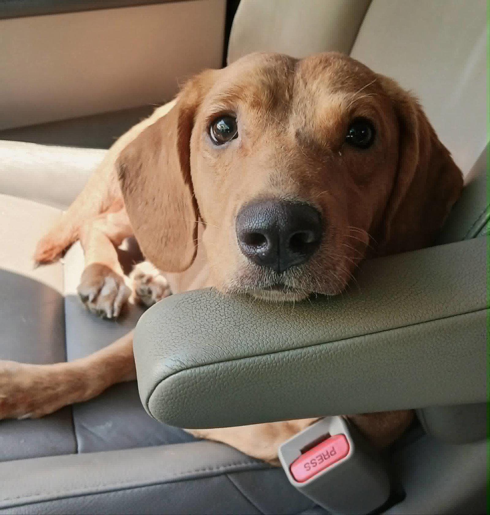 Penny, Adopted, Young Female Beagle & Basset Hound.