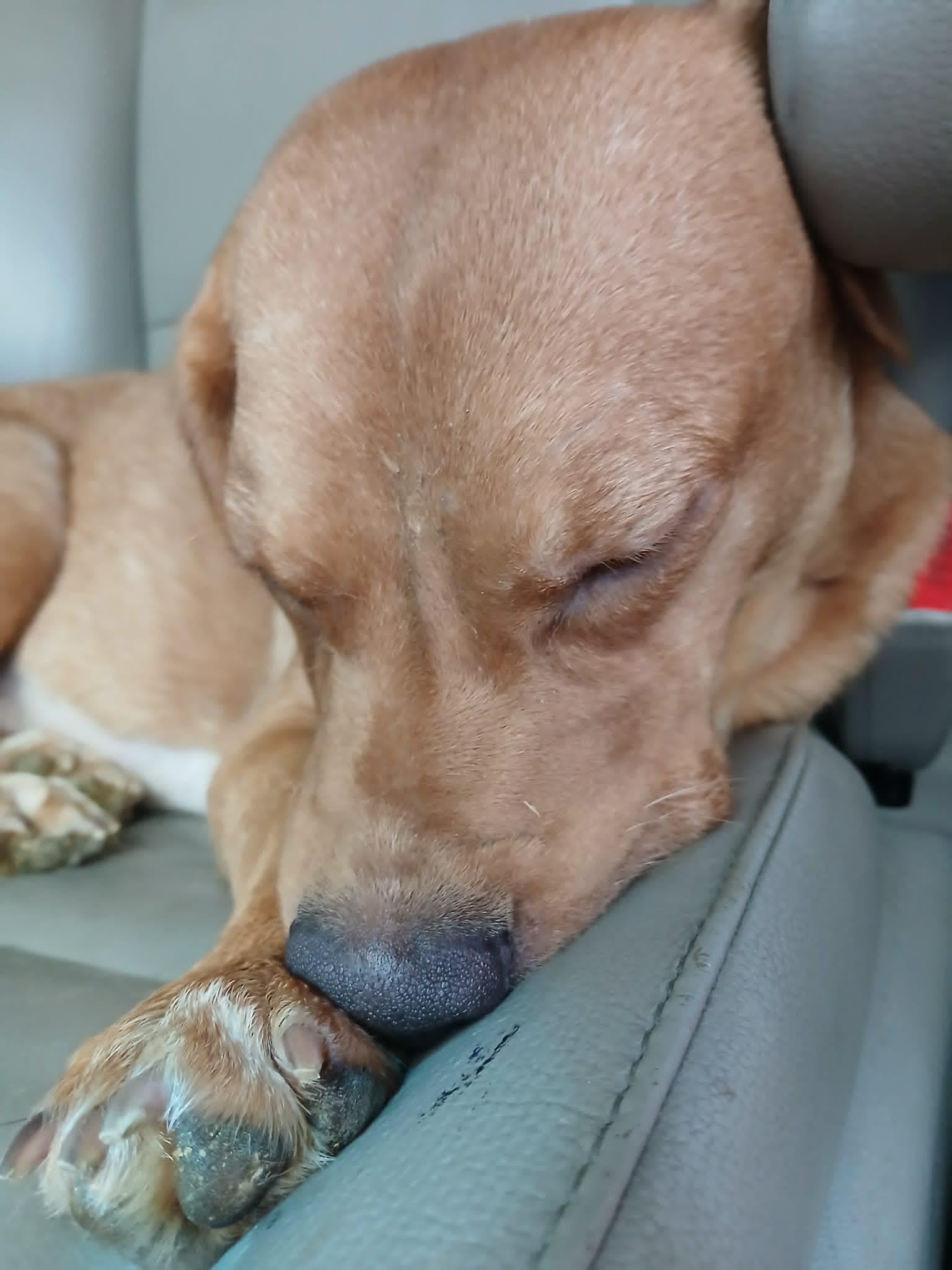 Penny, a Adopted mixed breed in Ceres, VA image 2/3