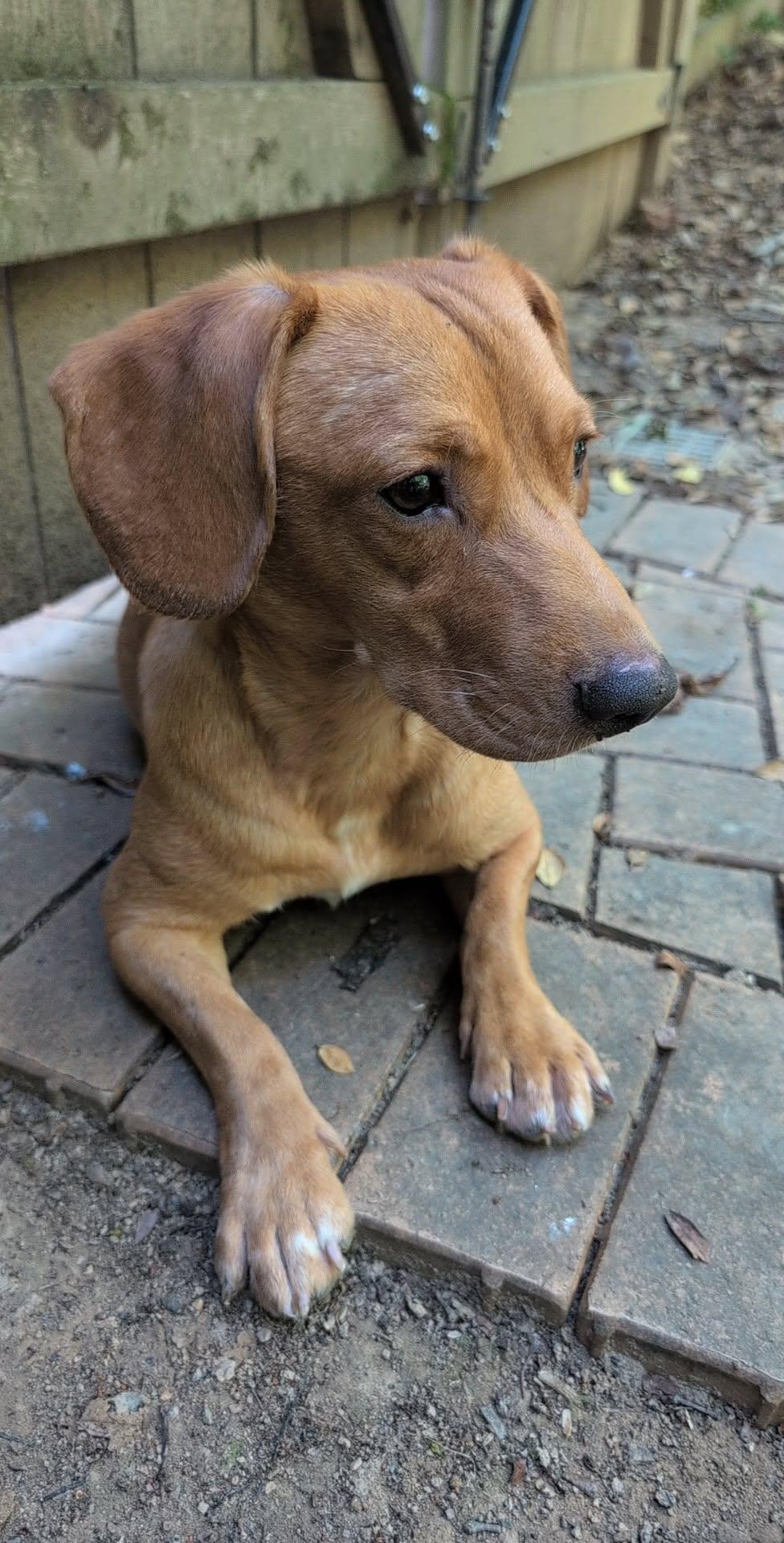 Penny, a Adopted mixed breed in Ceres, VA image 3/3