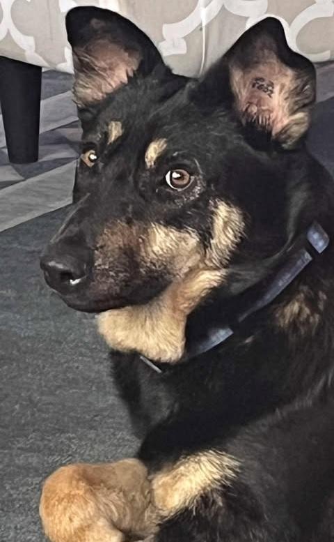 Enlarge Myla, a ADOPTABLE mixed breed in Vernon, CT image 2/5