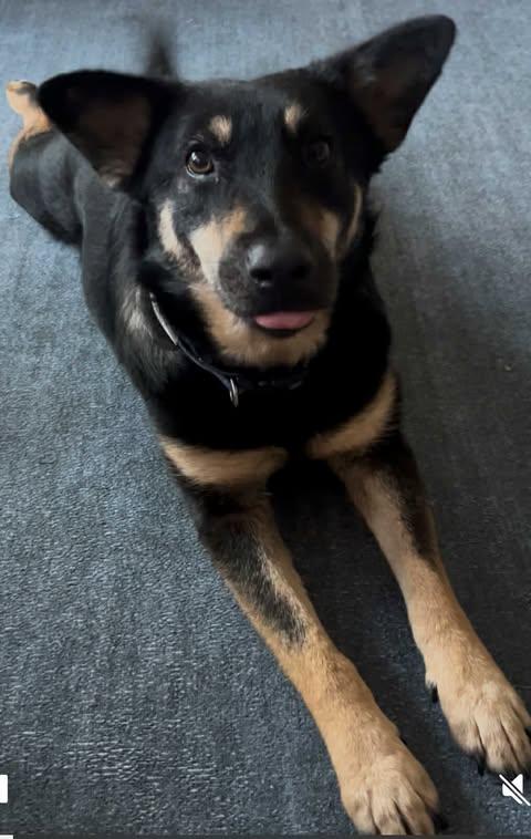 Enlarge Myla, a ADOPTABLE mixed breed in Vernon, CT image 4/5