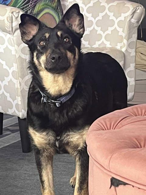 Enlarge Myla, a ADOPTABLE mixed breed in Vernon, CT image 3/5