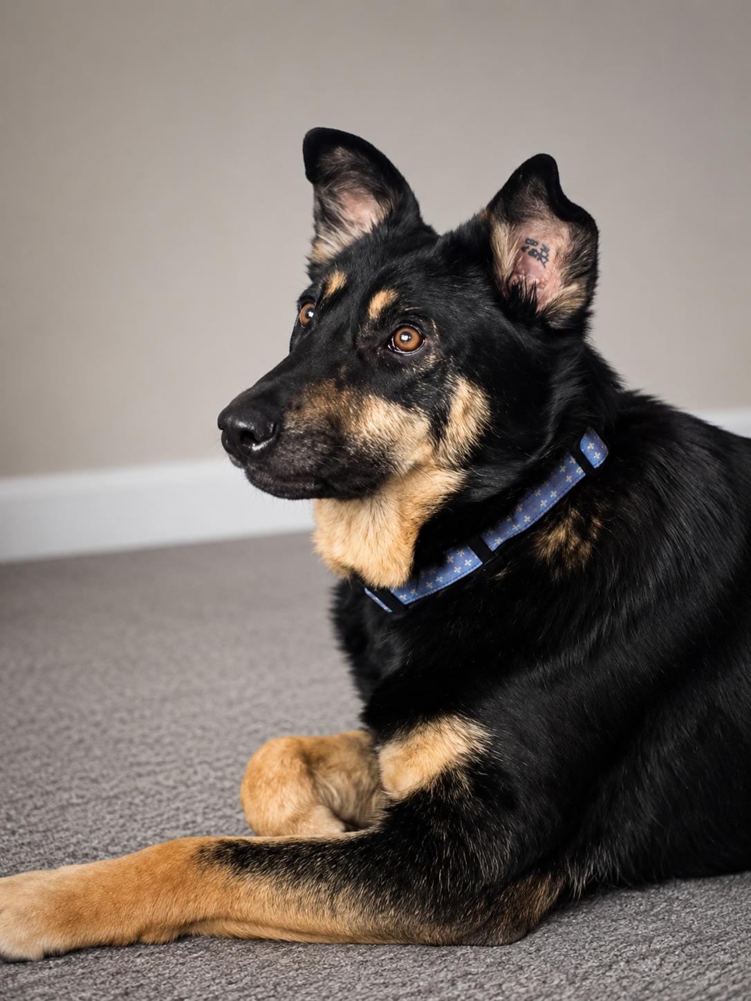 Myla, a ADOPTABLE mixed breed in Vernon, CT image 4/5