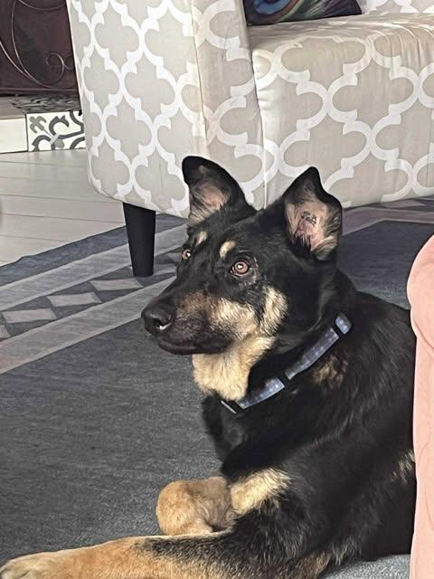 Enlarge Myla, a ADOPTABLE mixed breed in Vernon, CT image 1/5