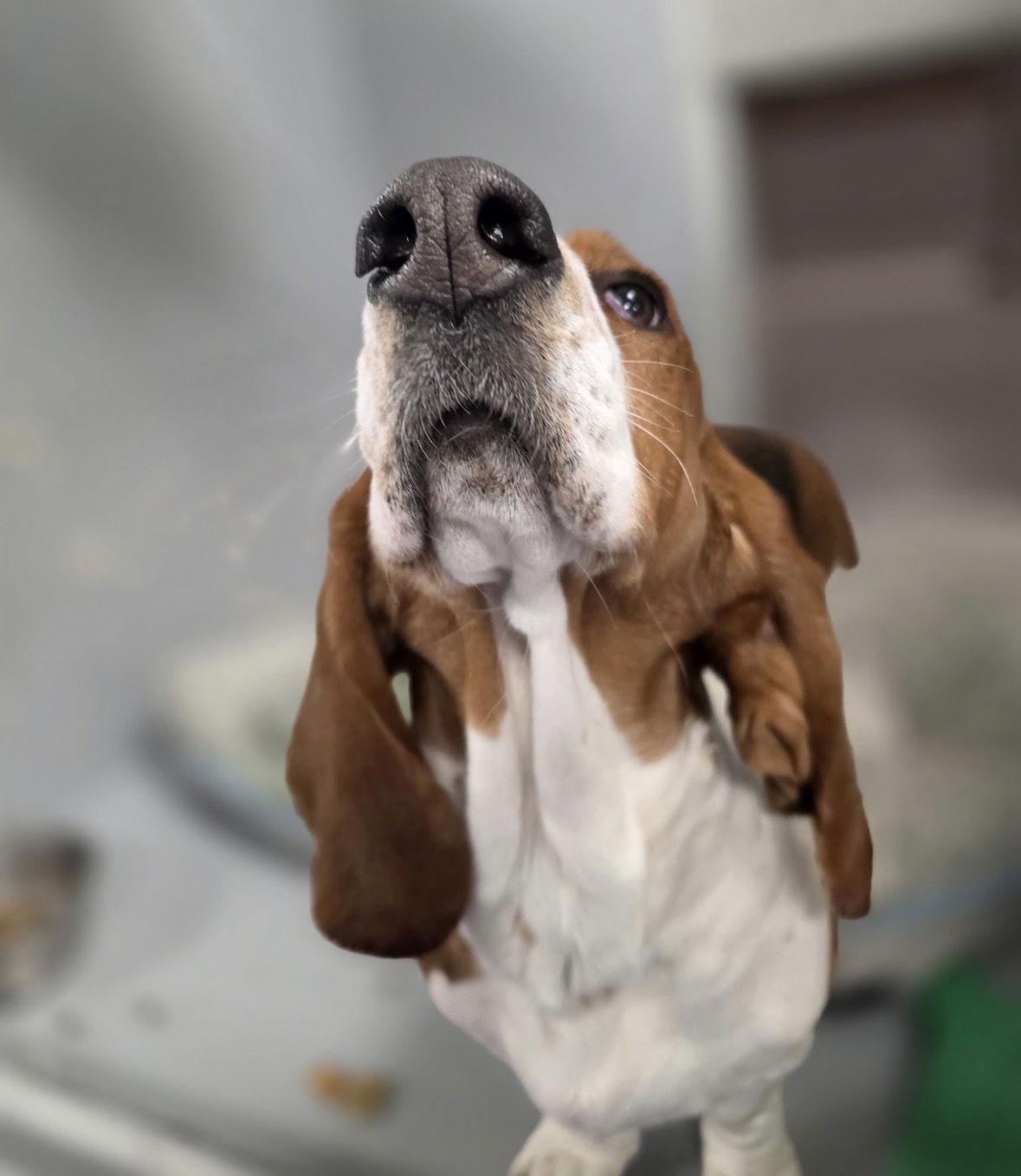 Megan, Adoptable, Adult Female Basset Hound.