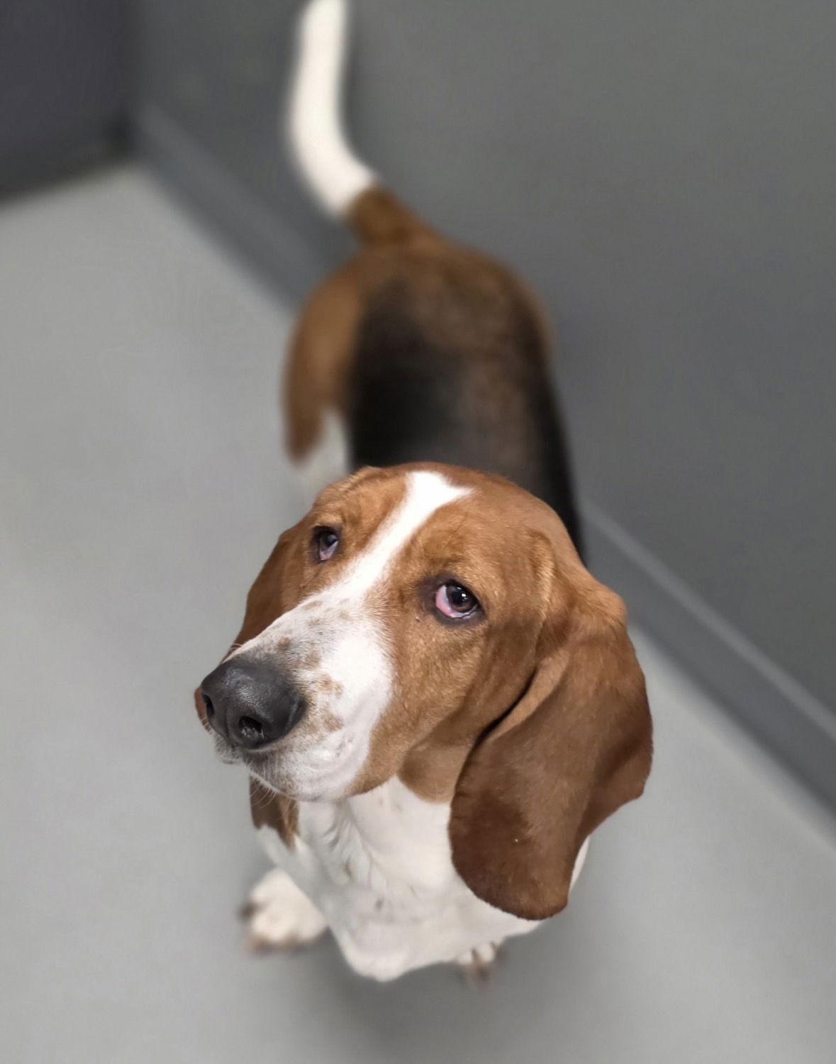 Enlarge Megan, a Adoptable Basset Hound in Brookville, OH image 2/3