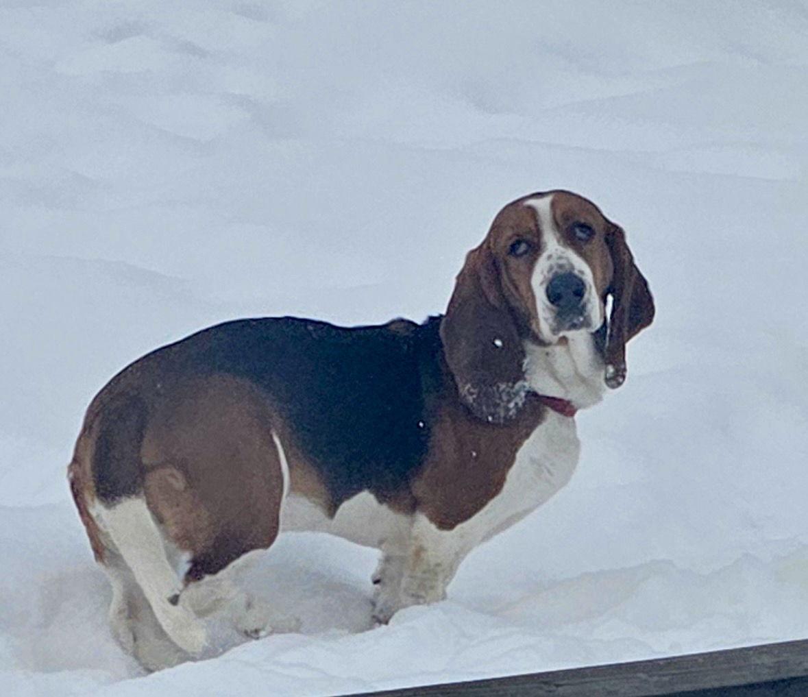 Enlarge Megan, a Adoptable Basset Hound in Brookville, OH image 3/3