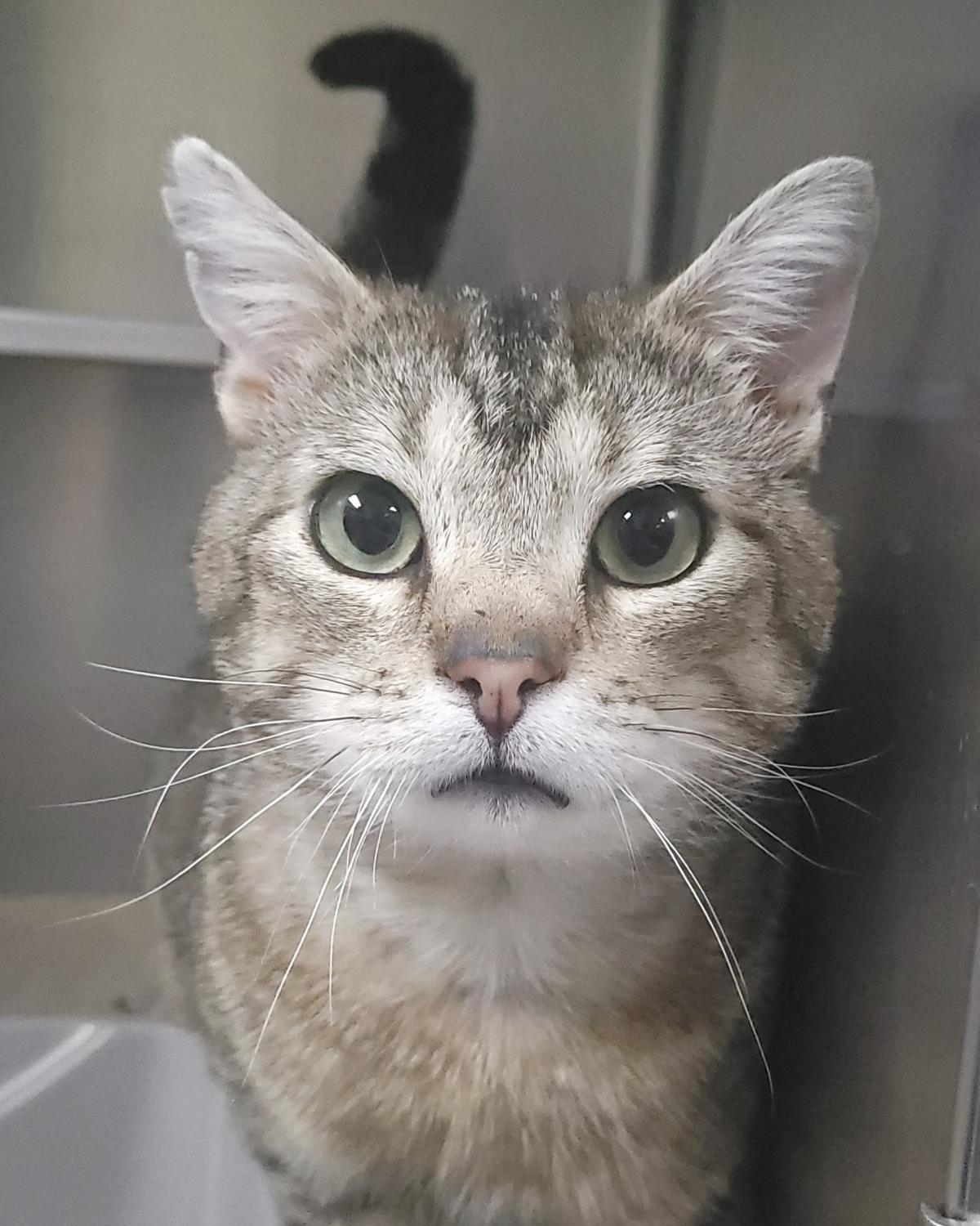 Tigerclaw, a Adoptable Domestic Short Hair in Plover, WI image 1/3