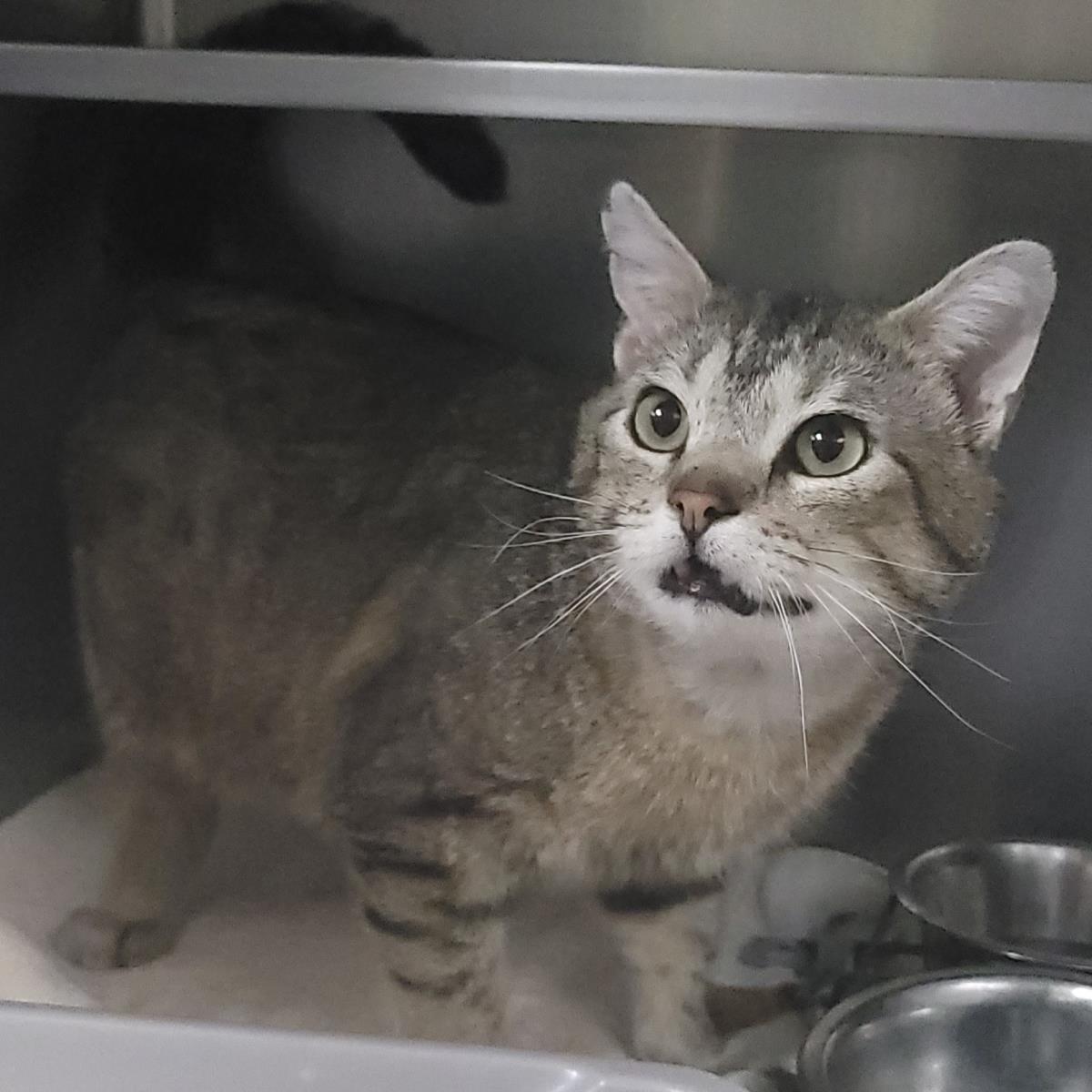 Enlarge Tigerclaw, a Adoptable Domestic Short Hair in Plover, WI image 2/3