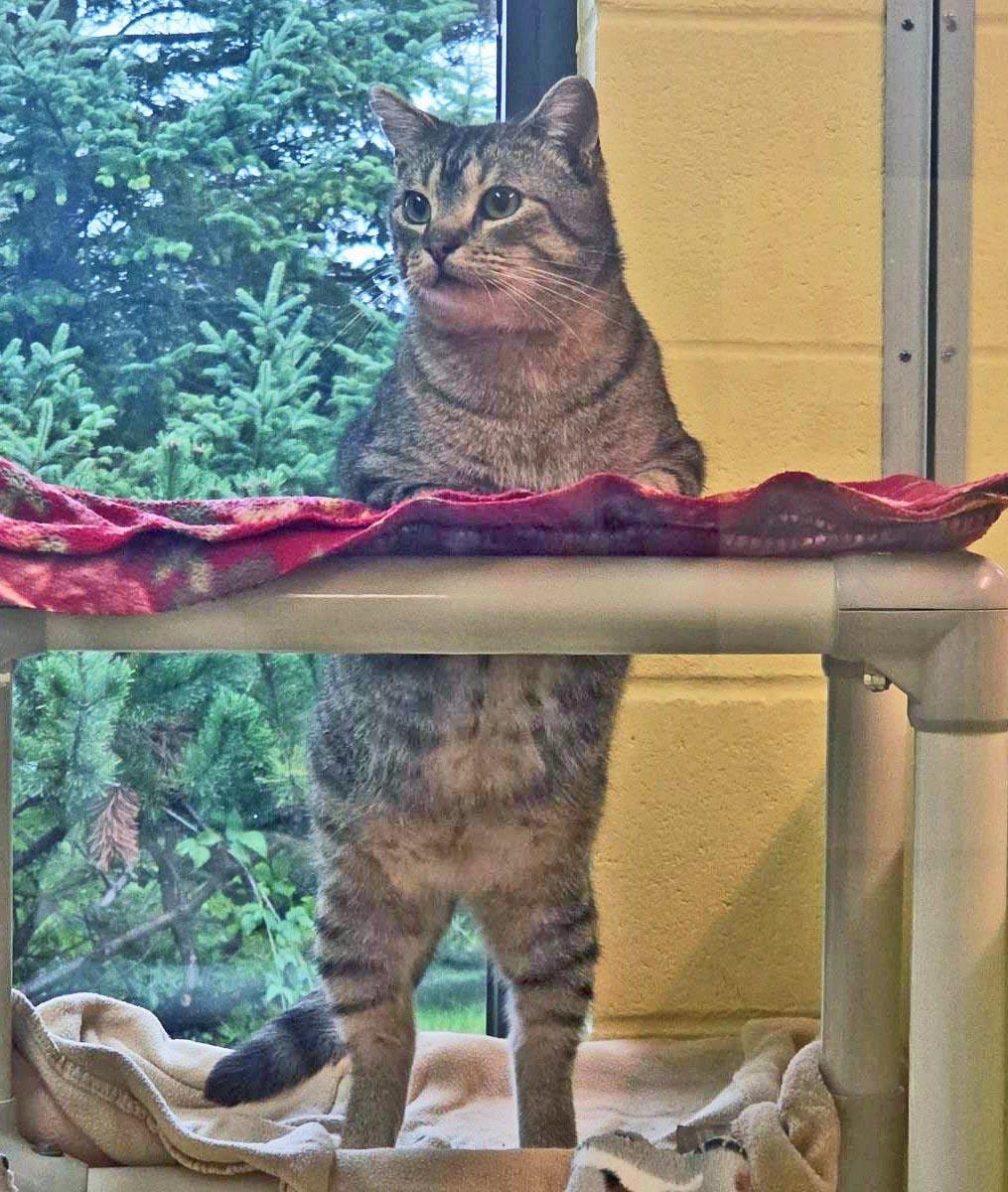 Enlarge Tigerclaw, a Adoptable Domestic Short Hair in Plover, WI image 3/3