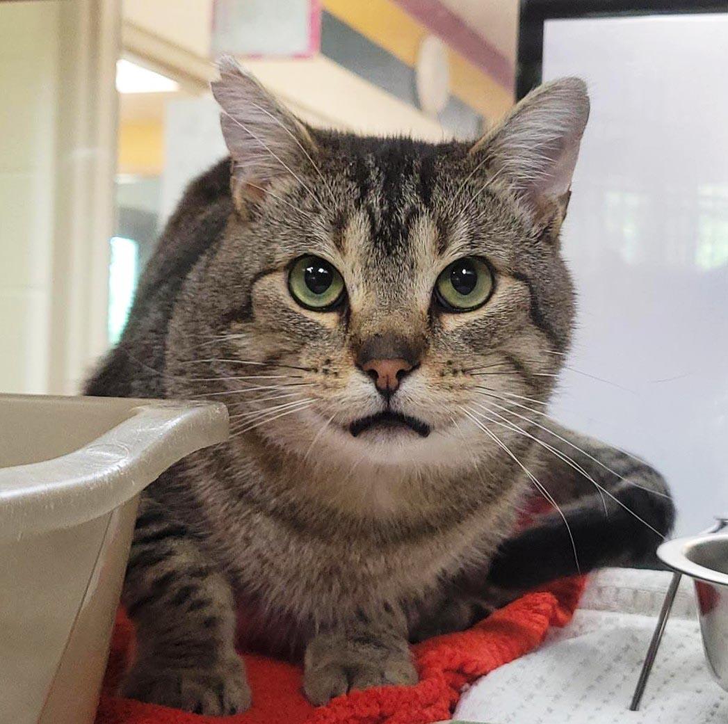 Tigerclaw, Adoptable, Adult Male Domestic Short Hair.
