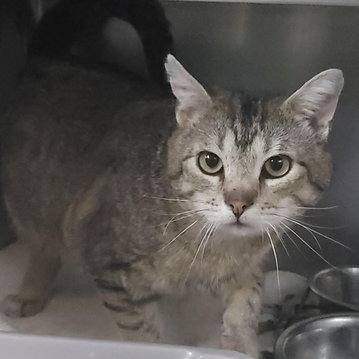 Enlarge Tigerclaw, a Adoptable Domestic Short Hair in Plover, WI image 2/3