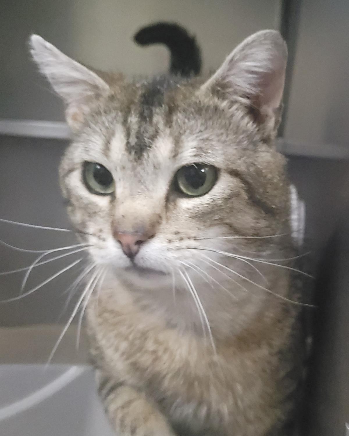 Enlarge Tigerclaw, a Adoptable Domestic Short Hair in Plover, WI image 3/3