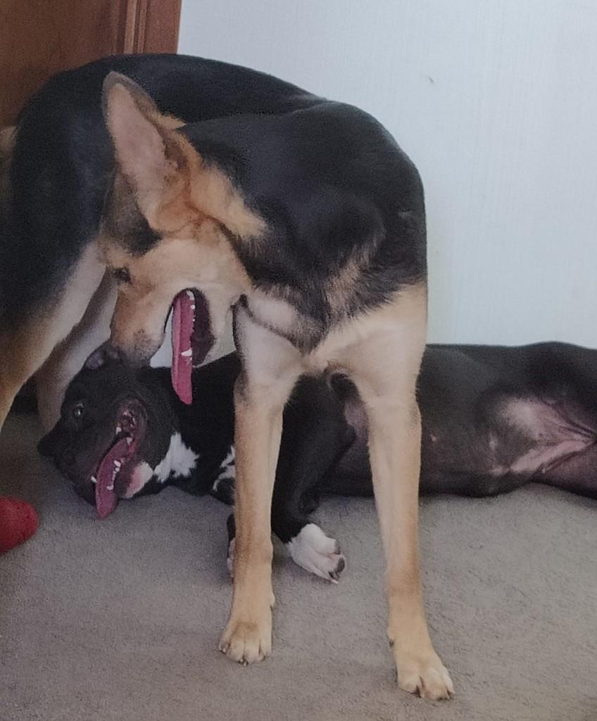 Willow & Panthro, an adoptable Mixed Breed, Labrador Retriever in Pasco, WA, 99301 | Photo Image 5