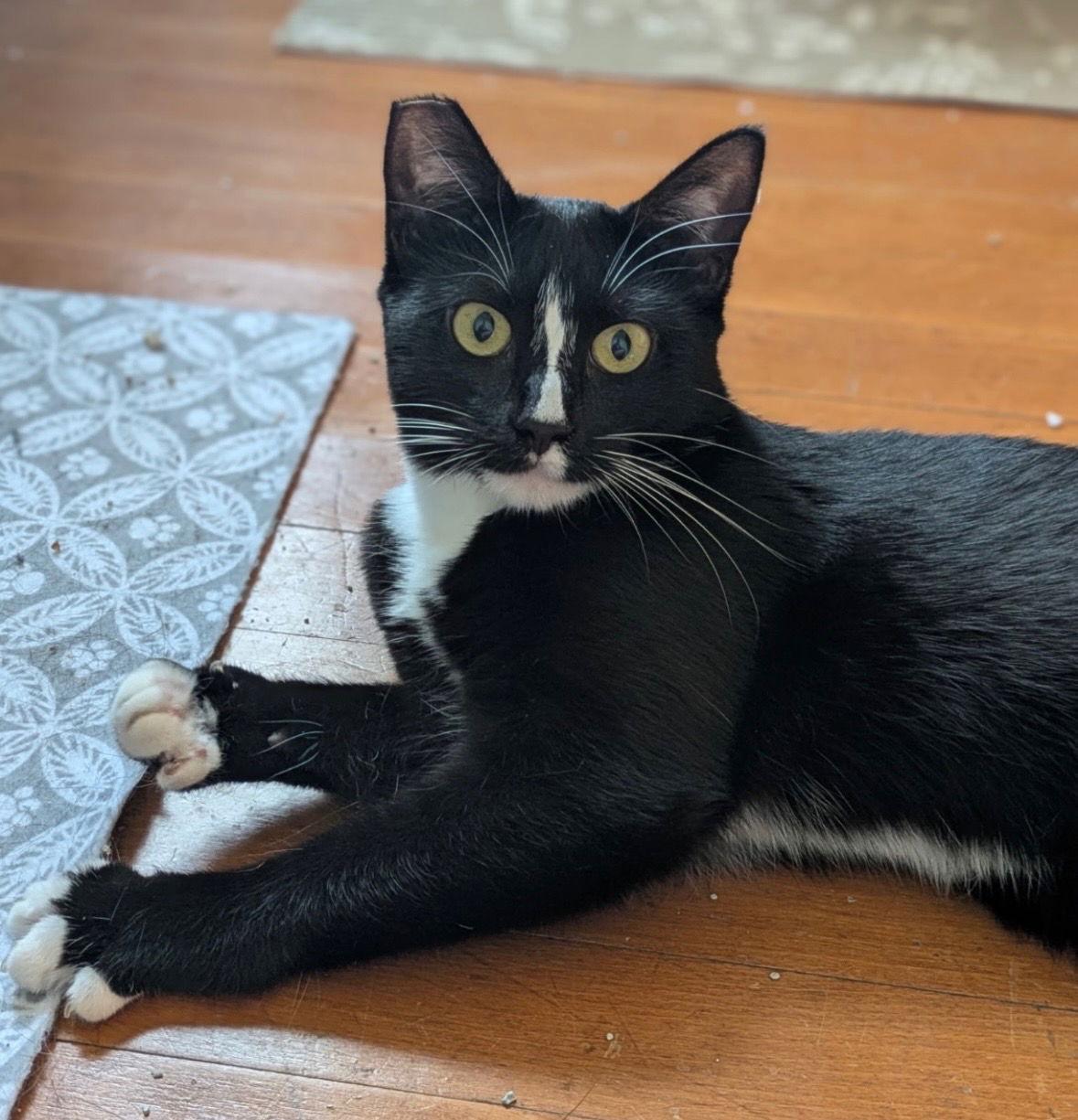 Susie, a Adoptable Domestic Short Hair in Stewartsville, NJ image 1/3