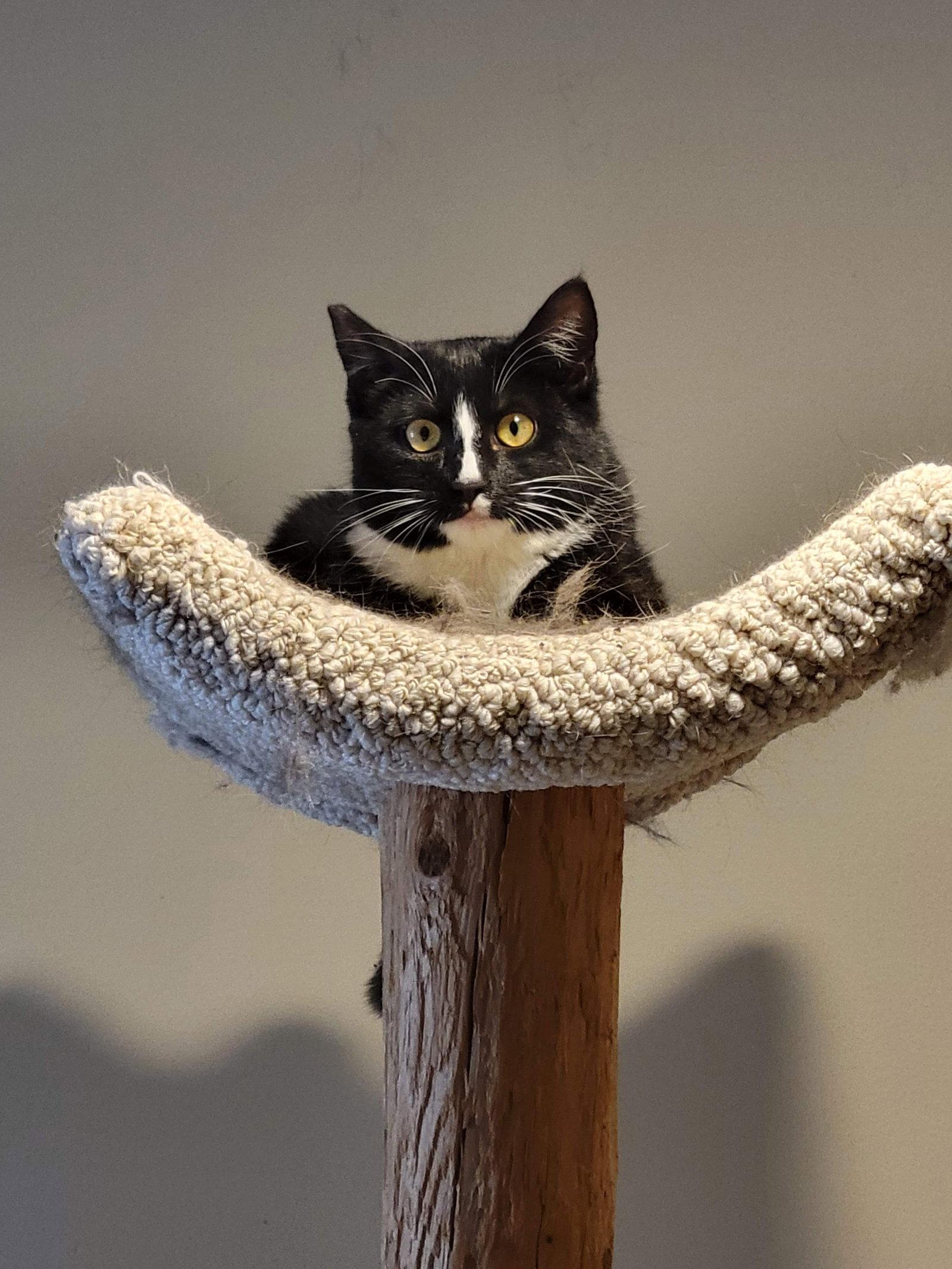 Susie, Adoptable, Young Female Tuxedo.