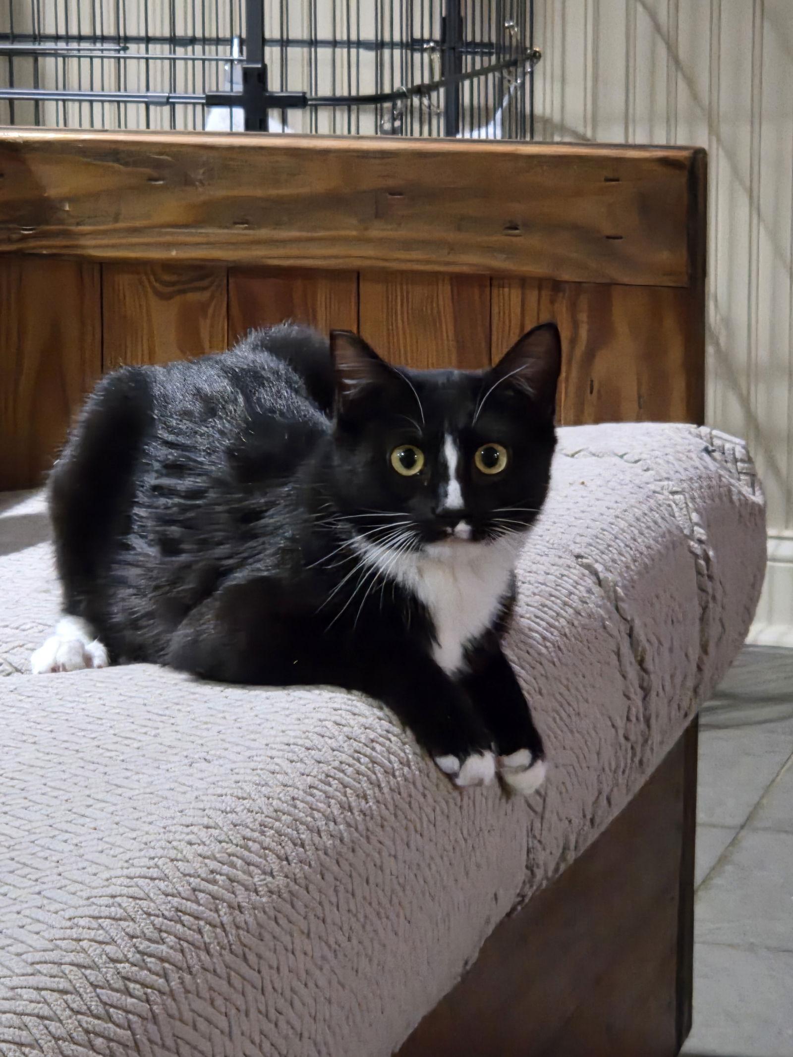 Susie, a Adoptable Domestic Short Hair in Stewartsville, NJ image 2/3