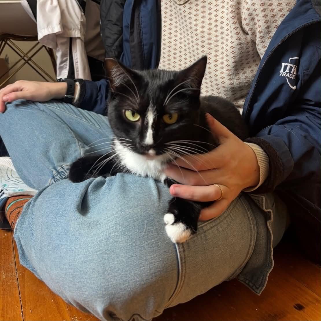 Susie, a Adoptable Tuxedo in Stewartsville, NJ image 2/3