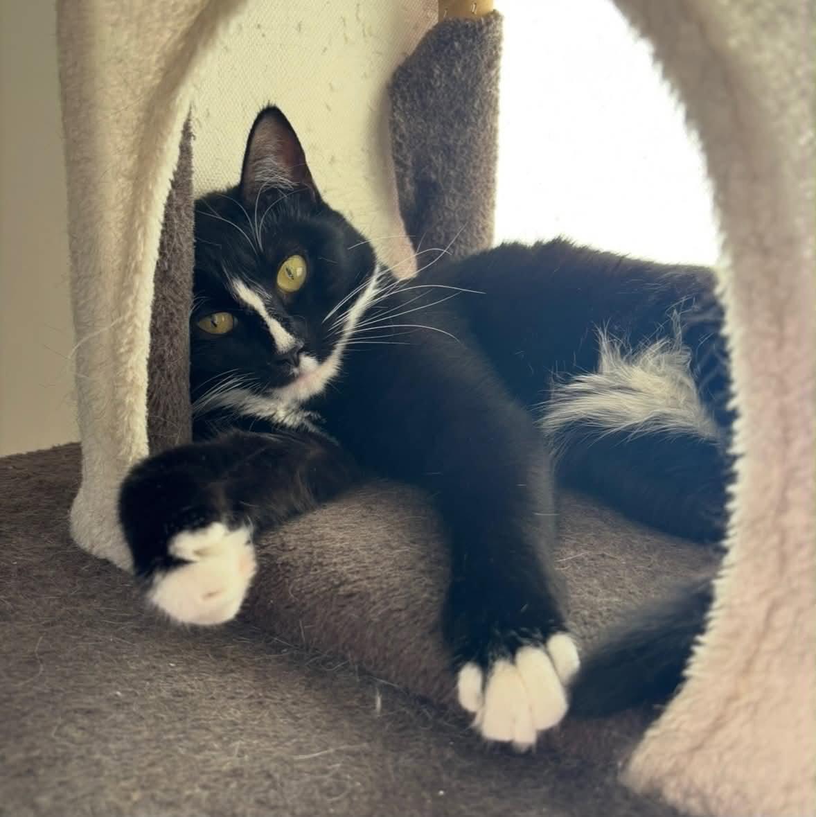 Susie, a Adoptable Tuxedo in Stewartsville, NJ image 3/3