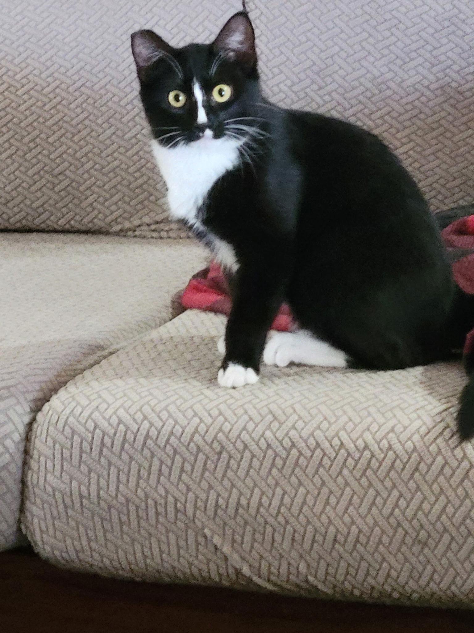 Susie, a Adoptable Domestic Short Hair in Stewartsville, NJ image 3/3