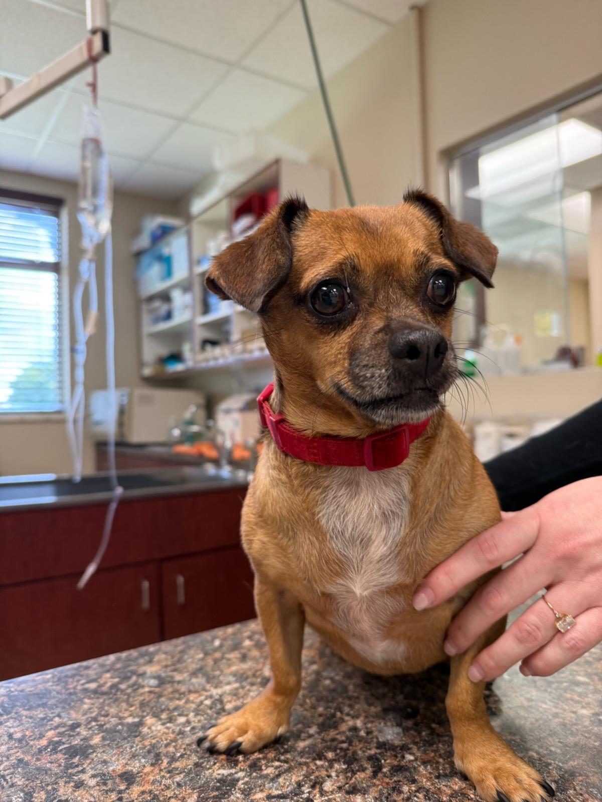 Spice, Adoptable, Adult Female Chihuahua.