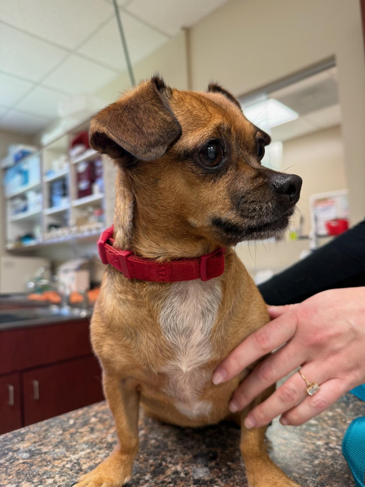 Spice, a Adoptable mixed breed in Monroe, GA image 2/4