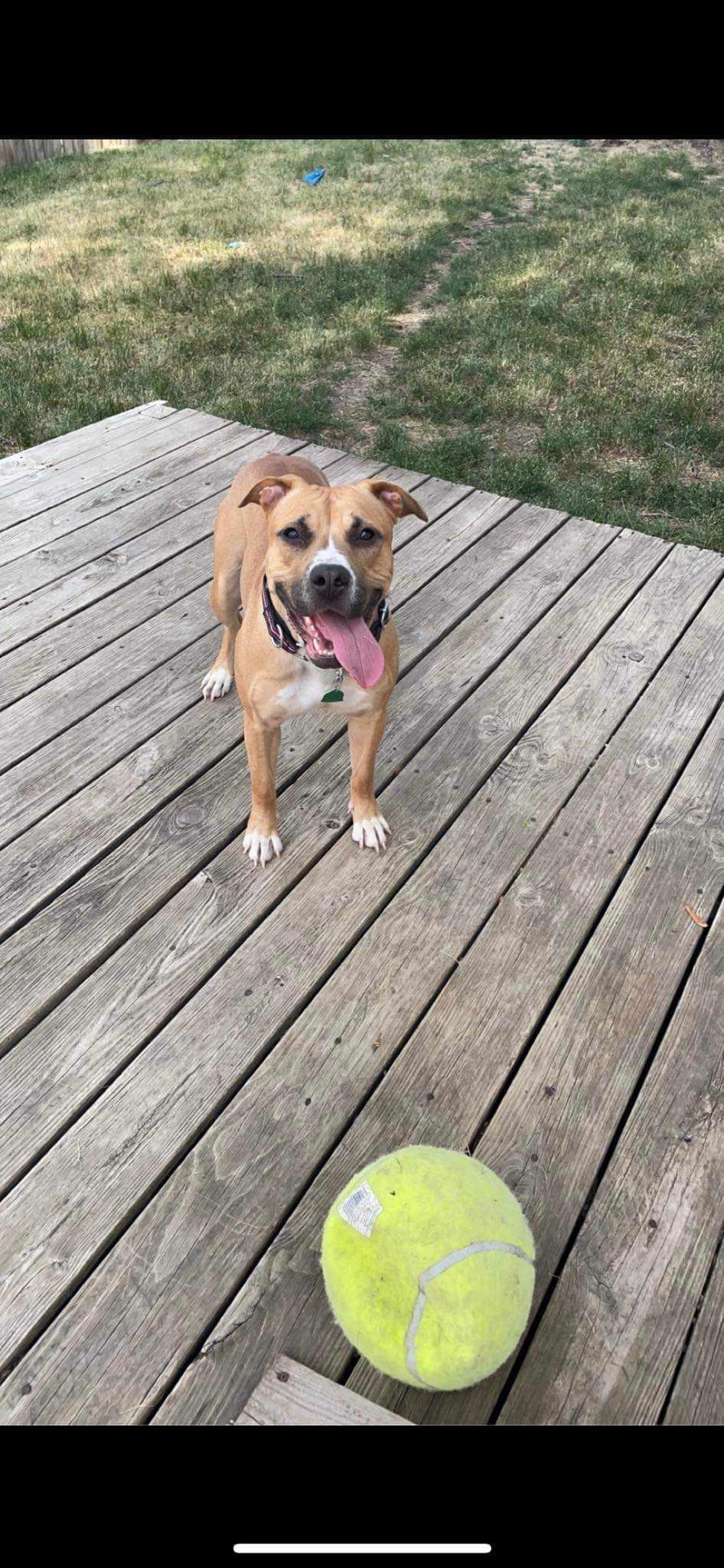 Whiskey, Adoptable, Adult Female Terrier.