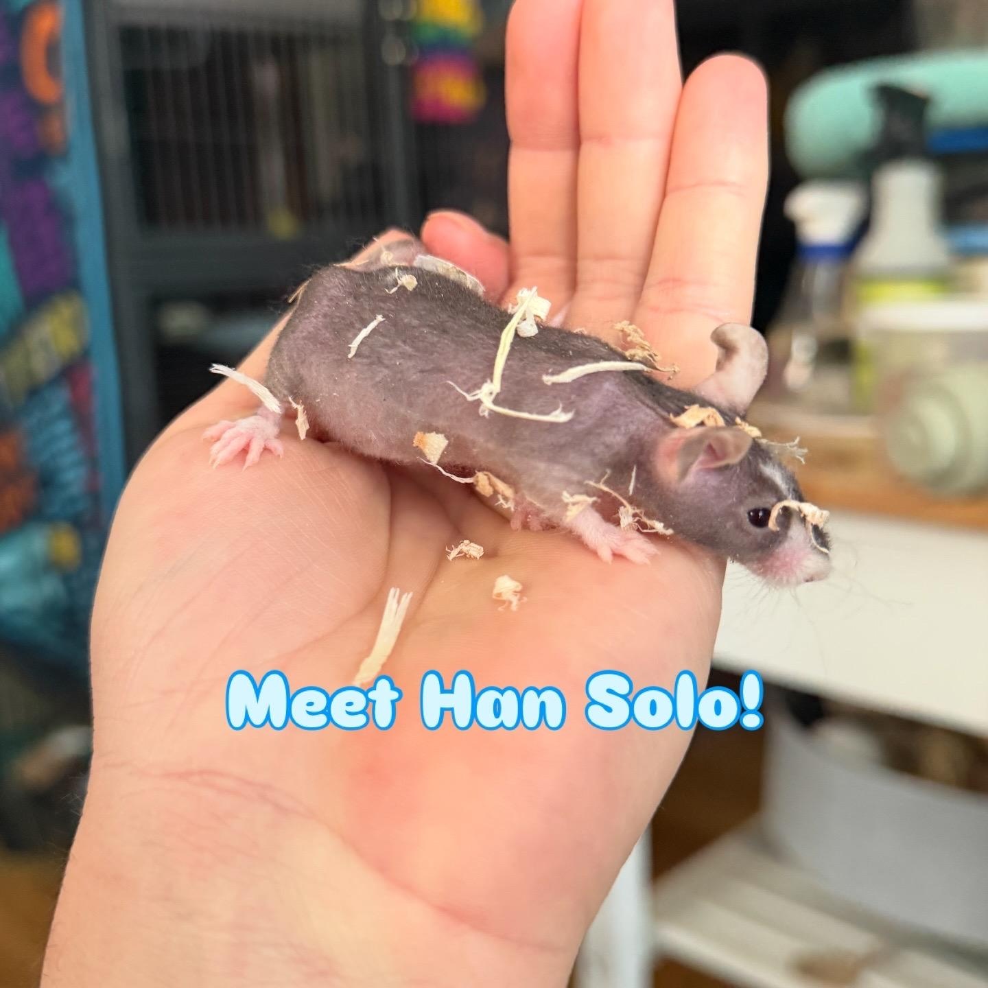 Enlarge Han Solo, an adopted Mouse in Minneapolis, MN image 1/1