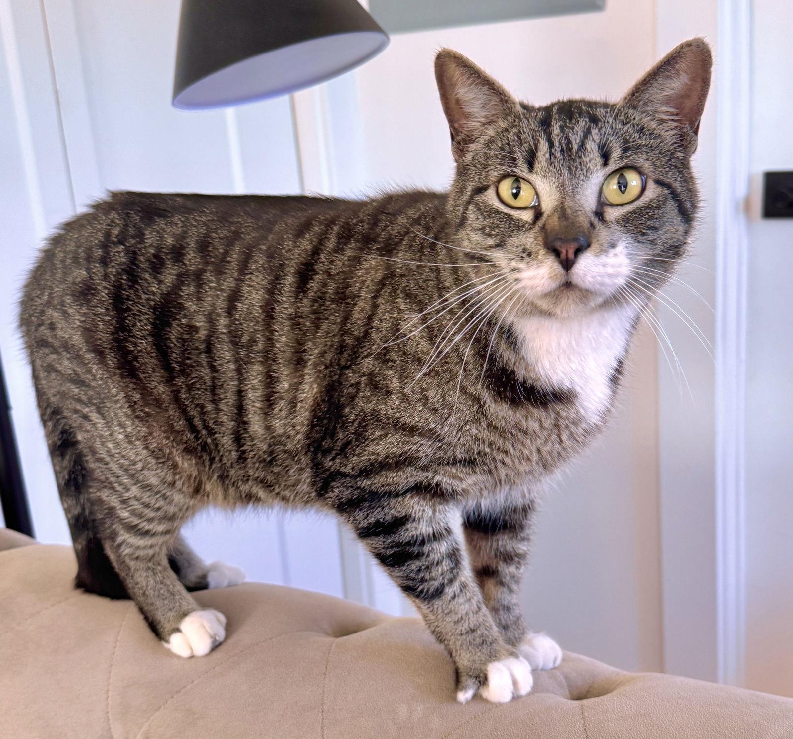 Scoop - a mainly mellow fellow, Adoptable, Adult Male Tabby & Domestic Short Hair.