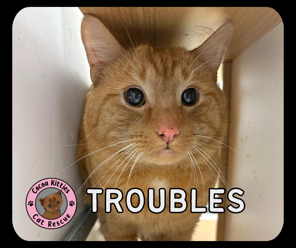 Troubles, Adoptable, Adult Male Domestic Short Hair.