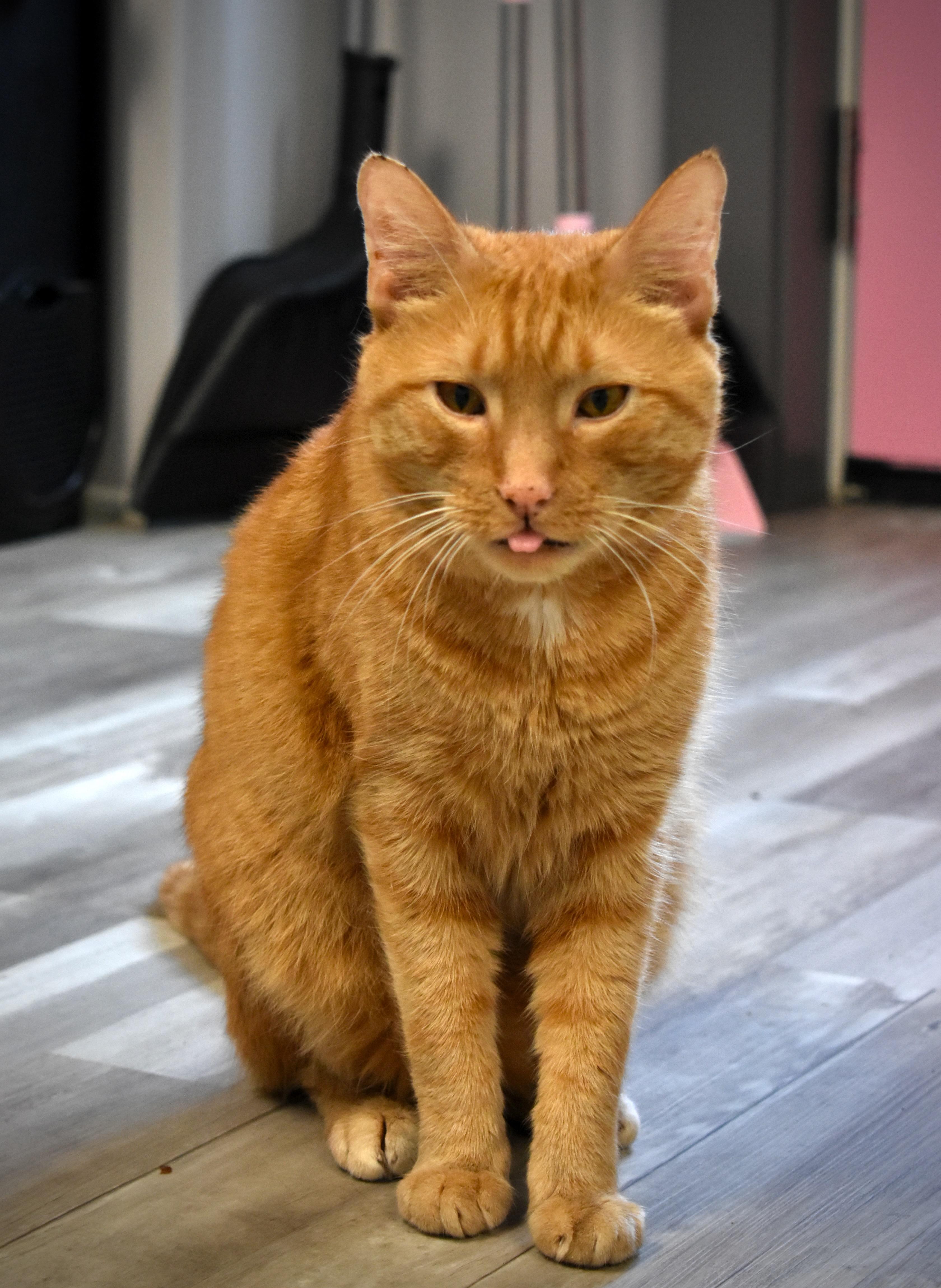 Troubles, a Adoptable mixed breed in Hershey, PA image 3/6