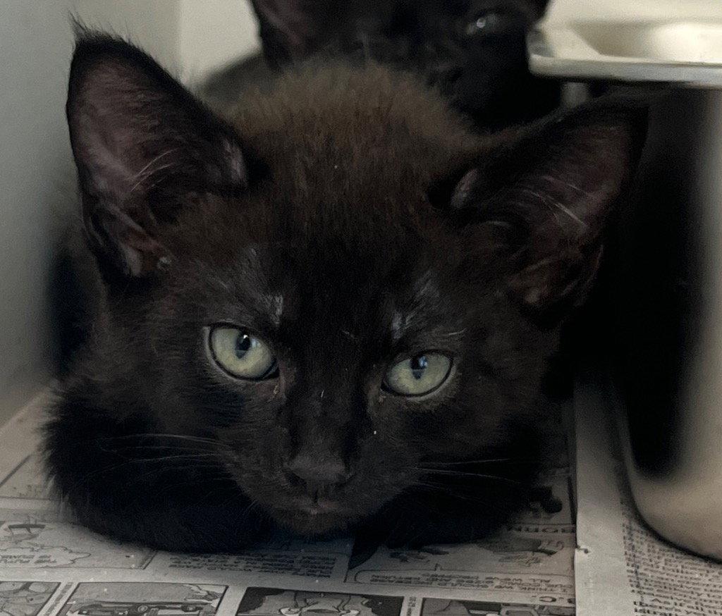 26-182 Vamp, Adoptable, Kitten Male Domestic Short Hair.