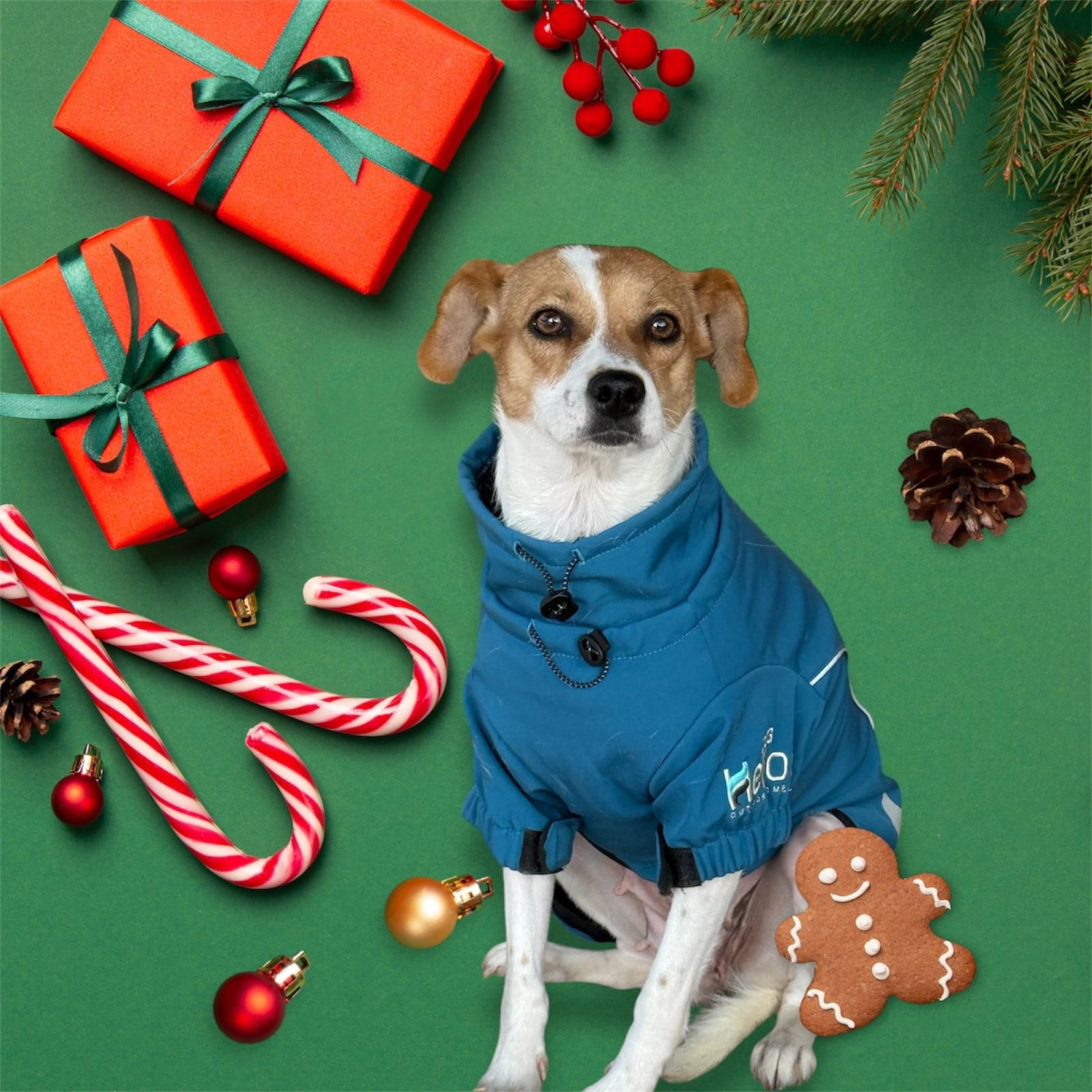 Enlarge Canica, a ADOPTABLE mixed breed in South Saint Paul, MN image 1/6