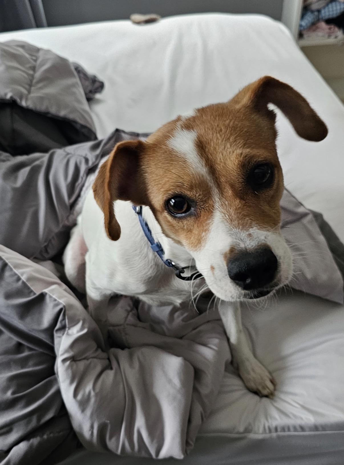 Enlarge Canica, a ADOPTABLE mixed breed in South Saint Paul, MN image 5/5