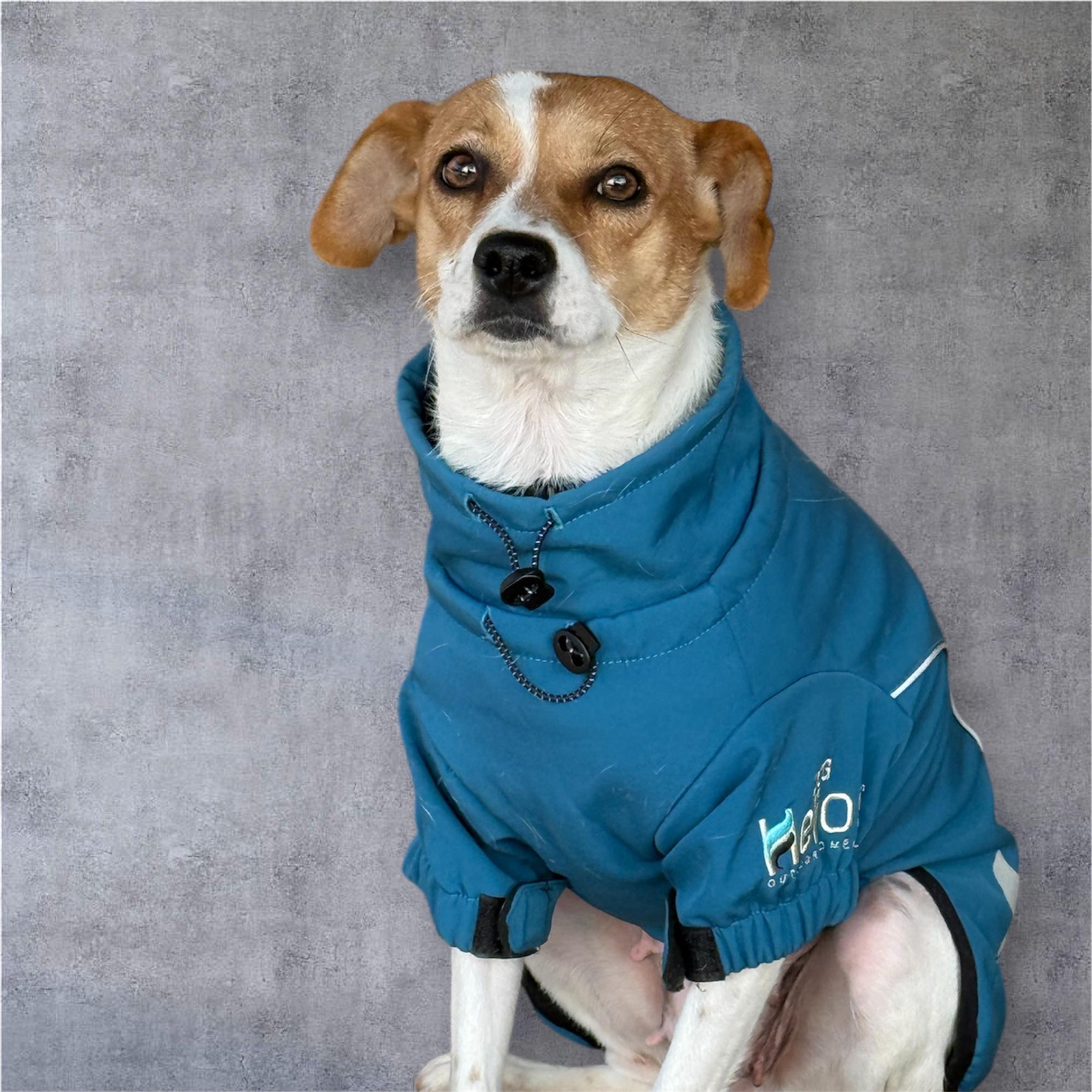 Enlarge Canica, a ADOPTABLE mixed breed in South Saint Paul, MN image 6/6