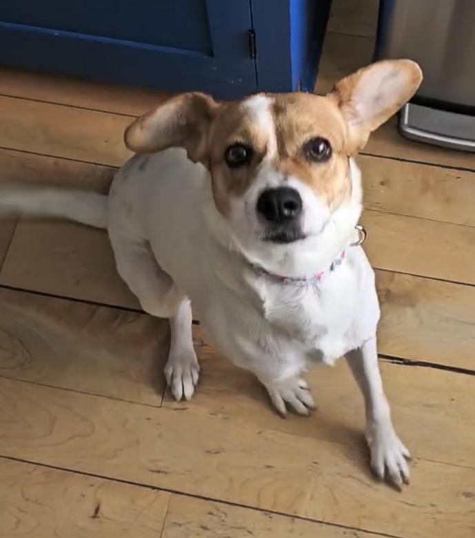 Enlarge Canica, a ADOPTABLE mixed breed in South Saint Paul, MN image 5/5