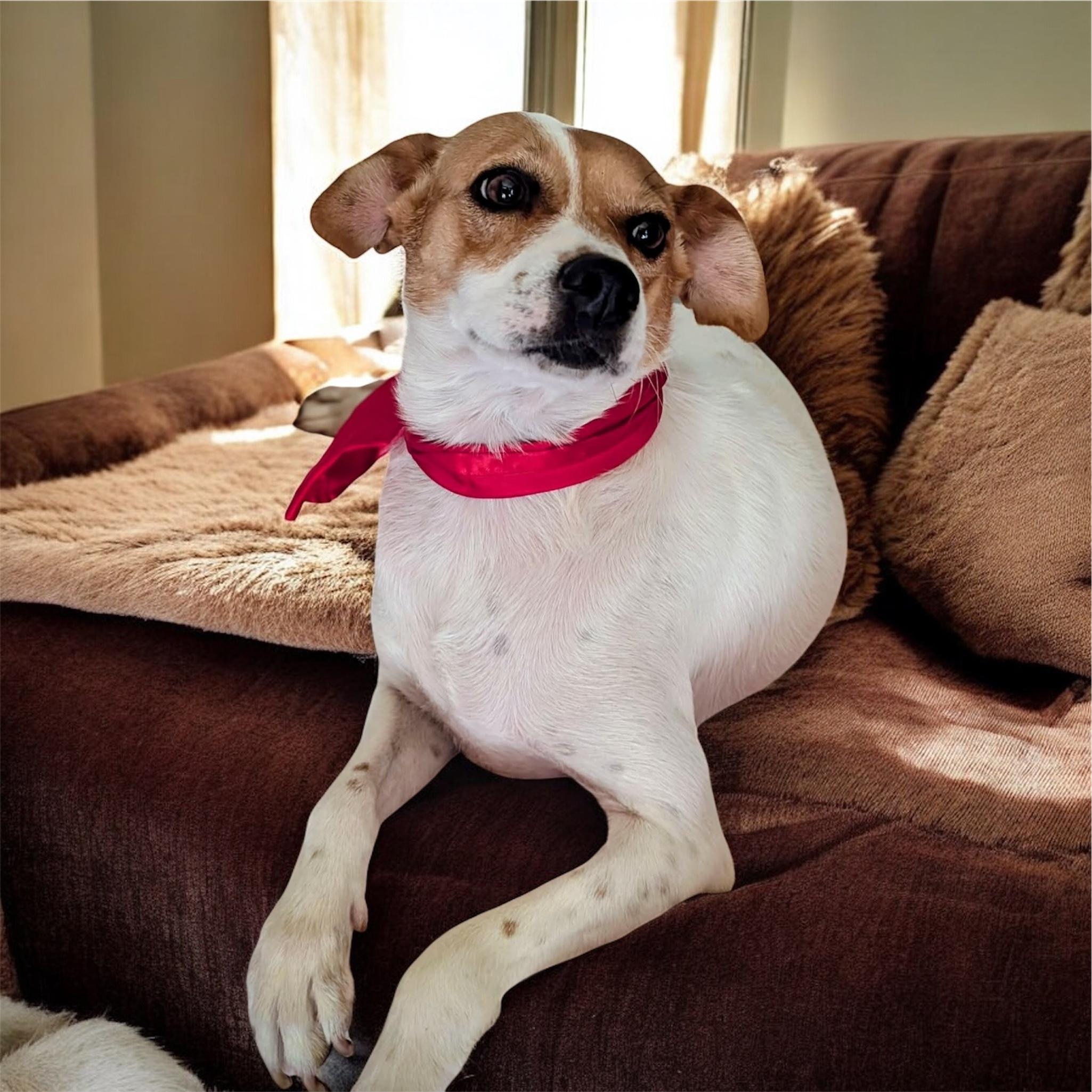 Enlarge Canica, a ADOPTABLE mixed breed in South Saint Paul, MN image 1/5