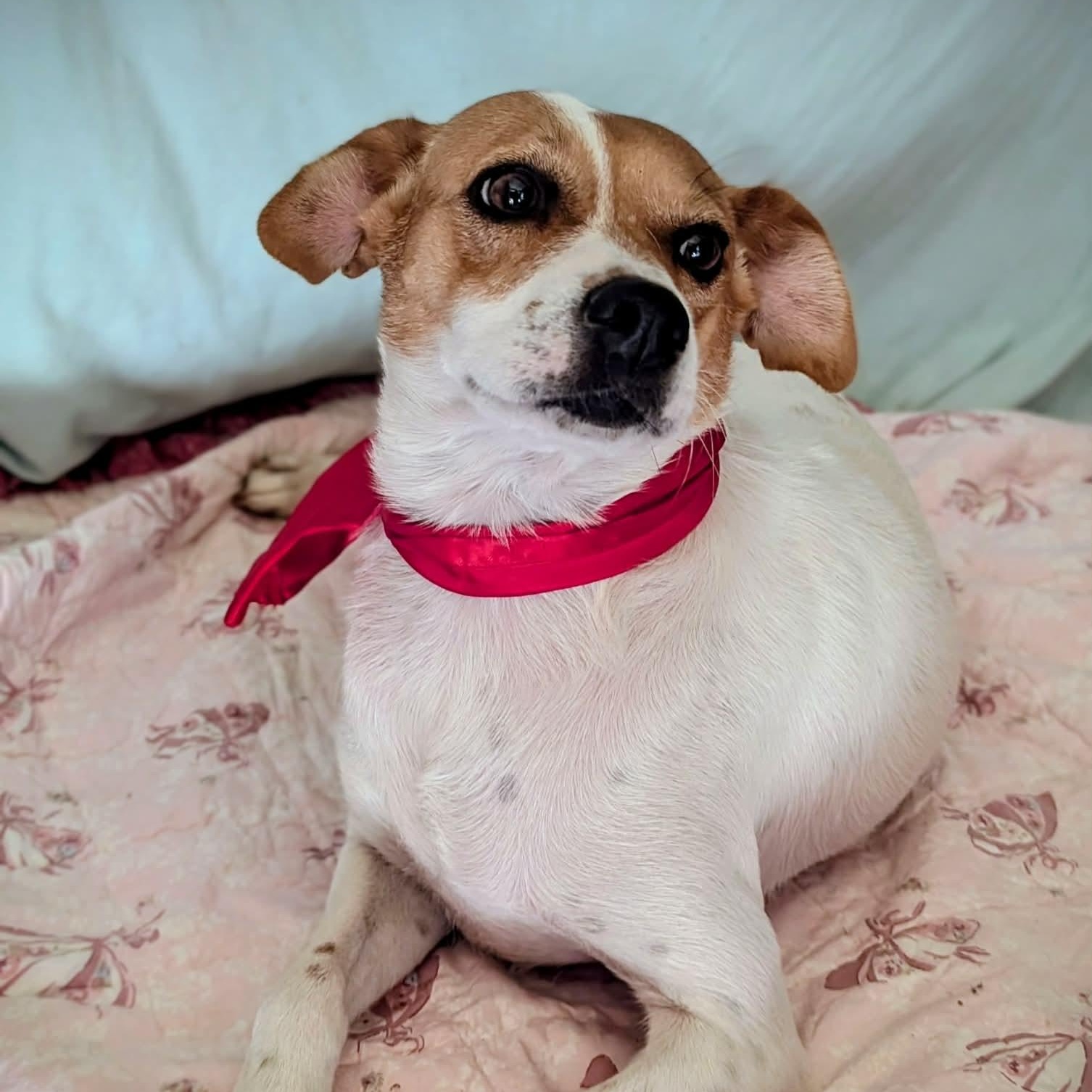 Enlarge Canica, a ADOPTABLE mixed breed in South Saint Paul, MN image 2/6