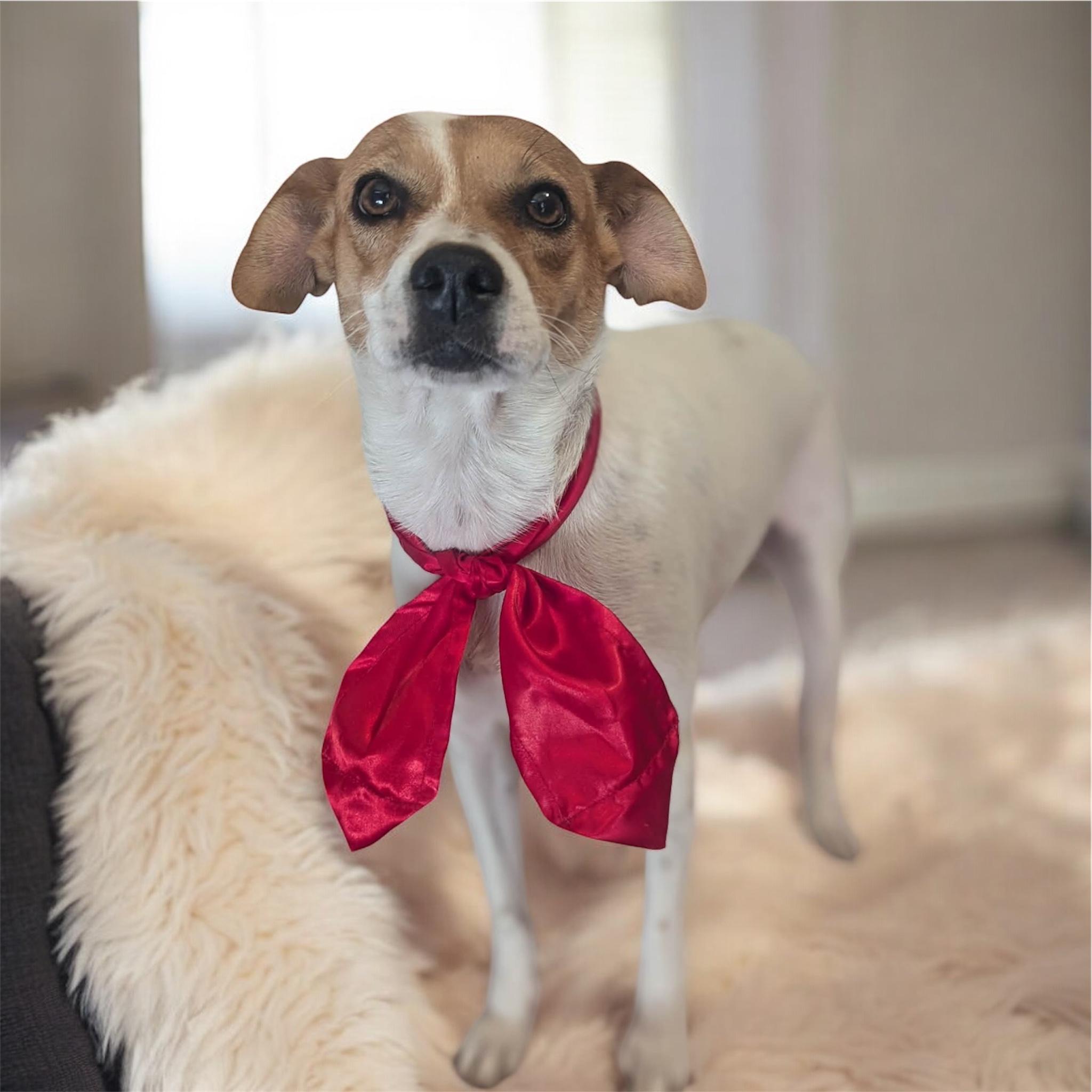 Enlarge Canica, a ADOPTABLE mixed breed in South Saint Paul, MN image 3/5