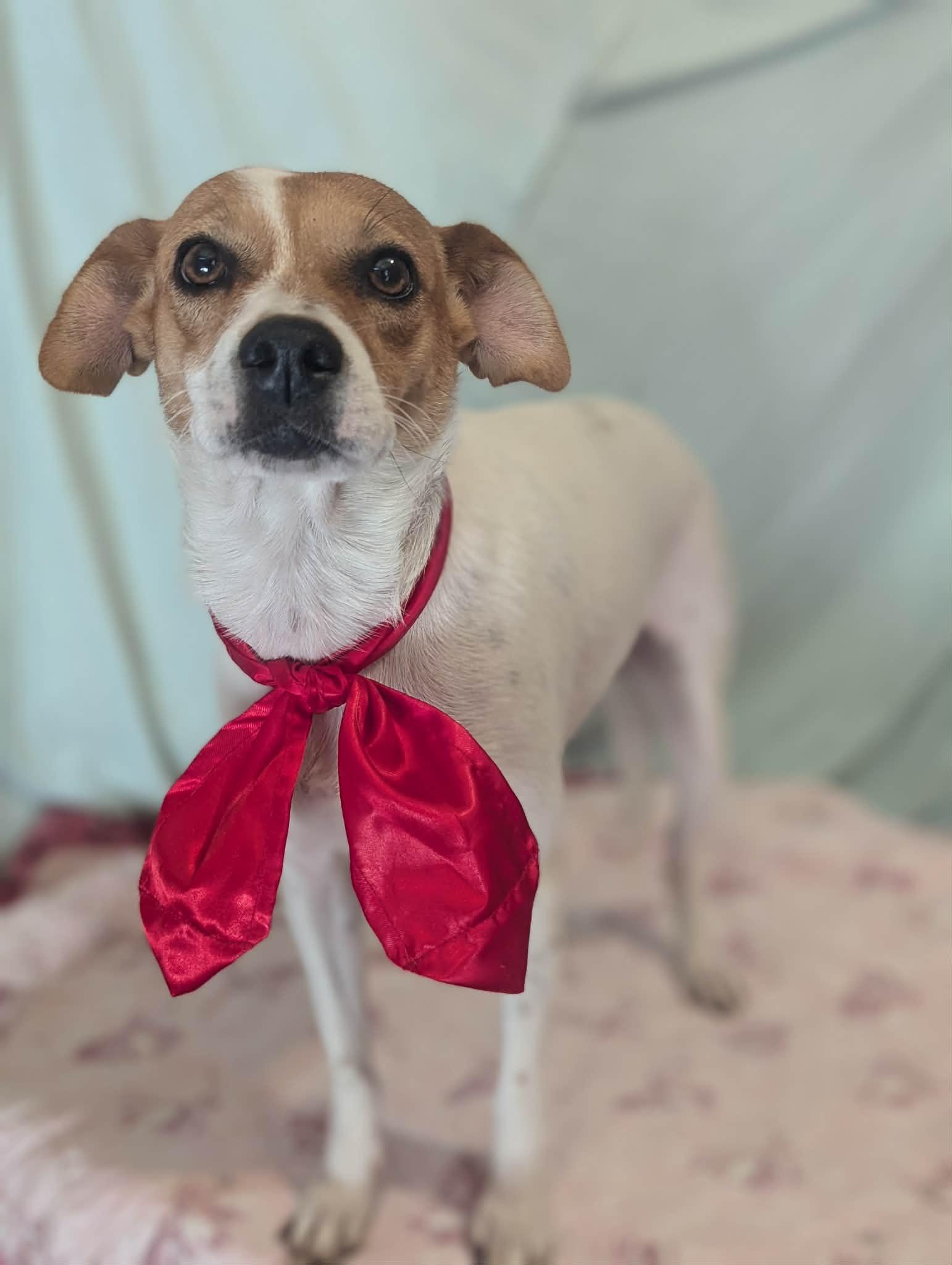 Enlarge Canica, a ADOPTABLE mixed breed in South Saint Paul, MN image 4/6