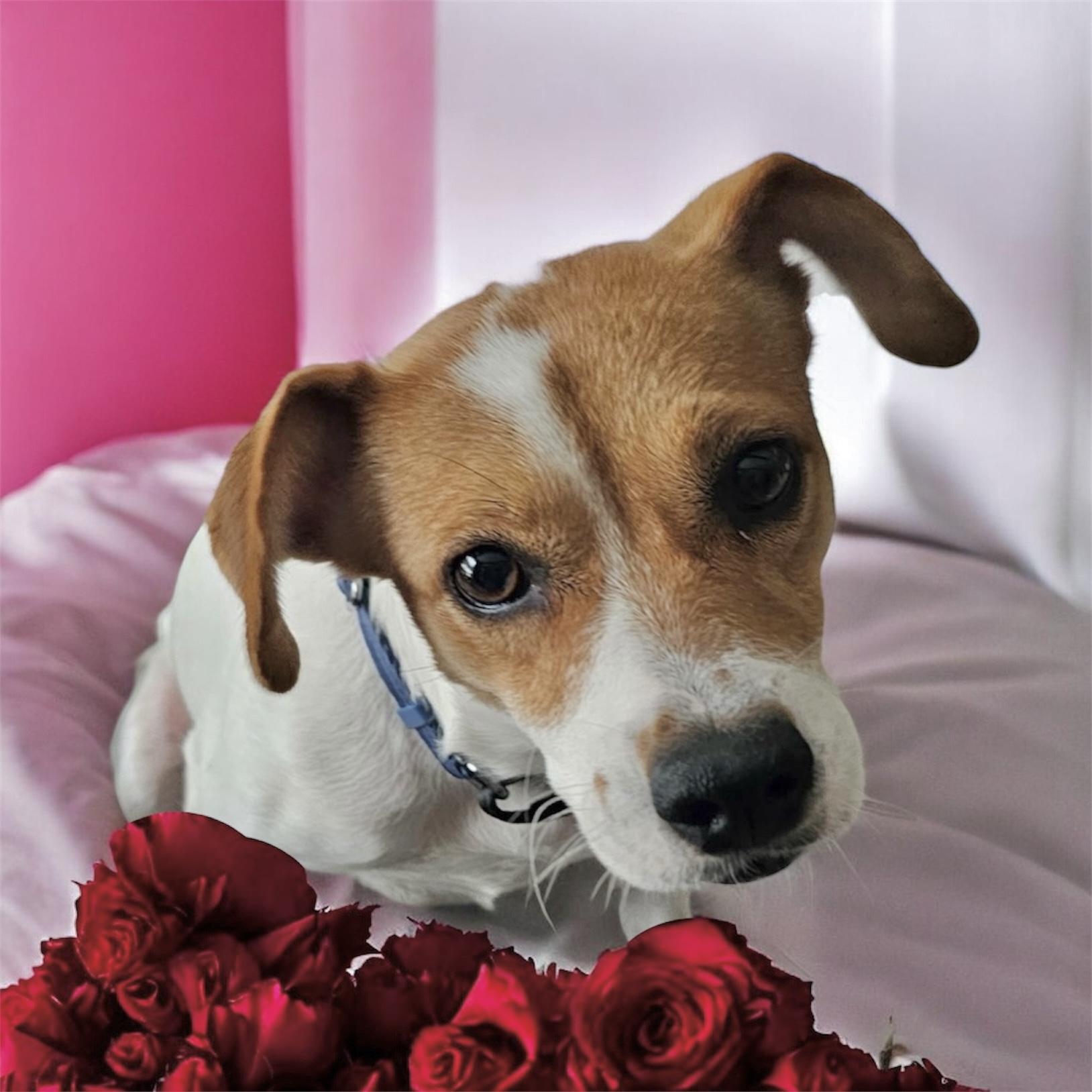 Canica, ADOPTABLE, Young Female Jack Russell Terrier & Parson Russell Terrier.