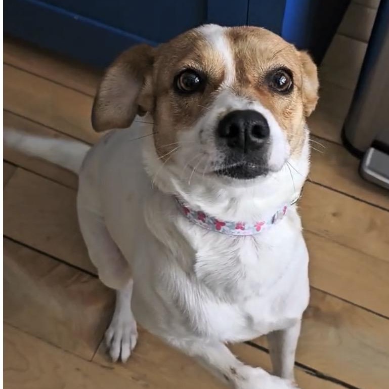 Canica, ADOPTABLE, Young Female Jack Russell Terrier & Beagle.