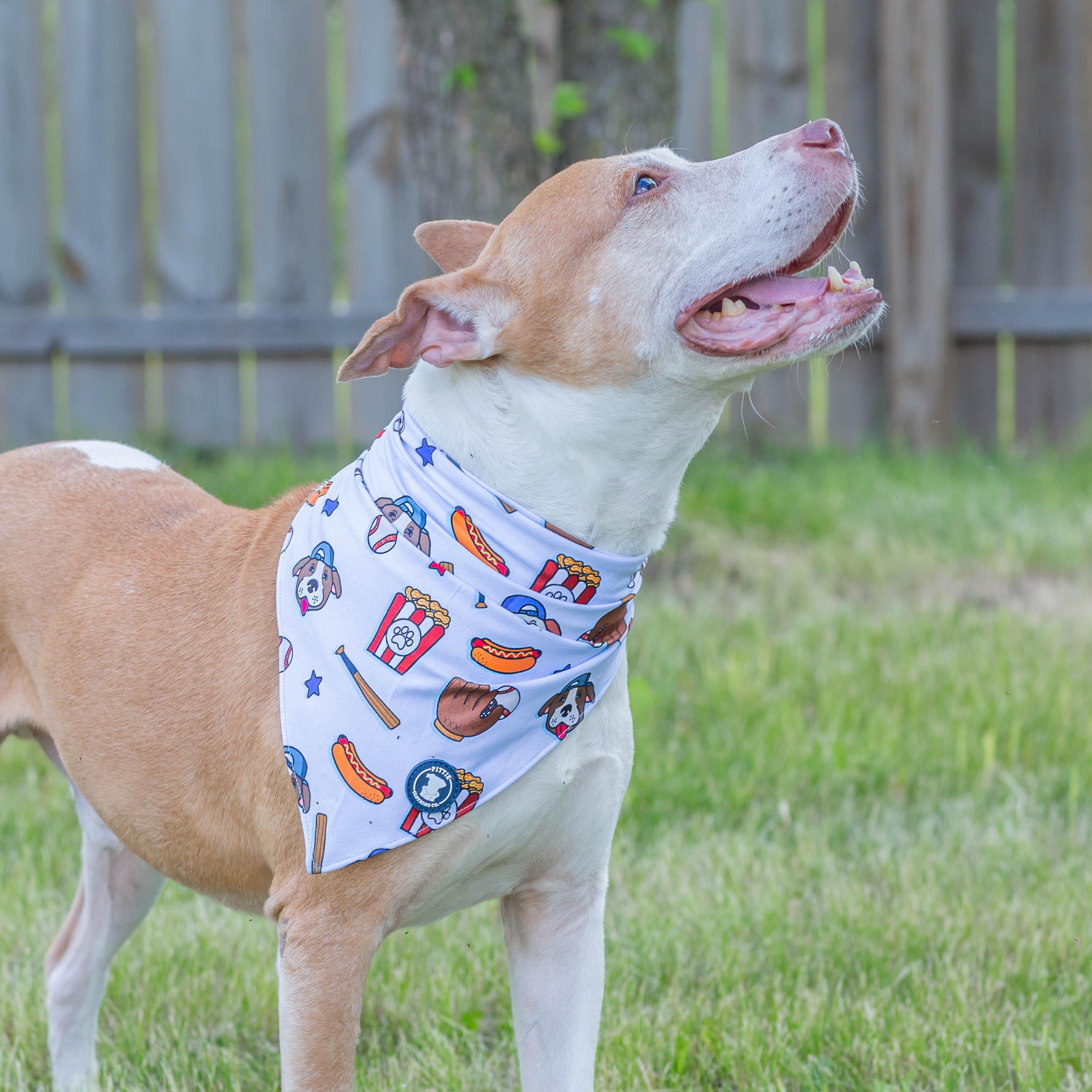 Jack, an adoptable American Staffordshire Terrier in Janesville, WI, 53545 | Photo Image 4