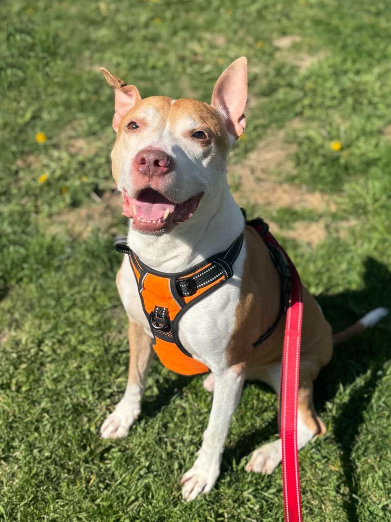 Jack, Adoptable, Senior Male American Staffordshire Terrier.